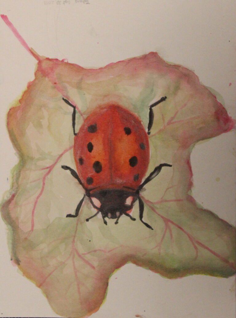 Ladybug